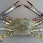 レス4番のサムネイル画像