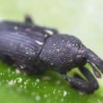 レス8番のサムネイル画像