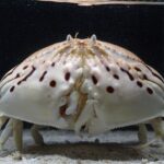 レス28番のサムネイル画像