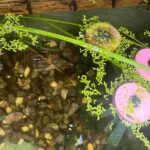 レス21番の画像1