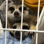 レス1番の画像4