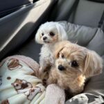 レス75番の画像1