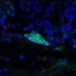 レス8番の画像3