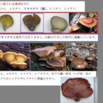 レス2番の画像1