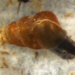 レス4番の画像1