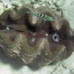 レス12番の画像1