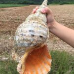 レス3番の画像1