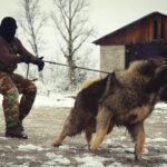 レス13番の画像1