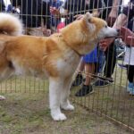 レス2番の画像1