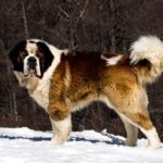 レス4番の画像1