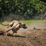 レス10番の画像1