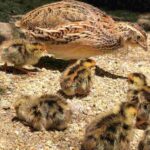 レス18番の画像1