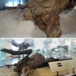 レス13番の画像1