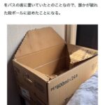 レス5番の画像1