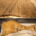 レス3番の画像1